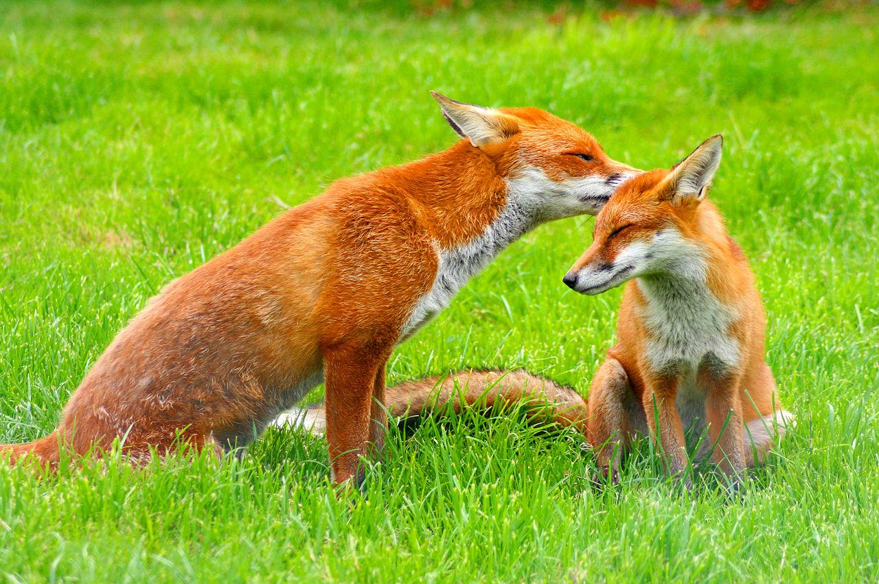 英国萨里野生动物中心的红狐(Vulpes Vulpes). 2008年8月17日星期日拍摄.